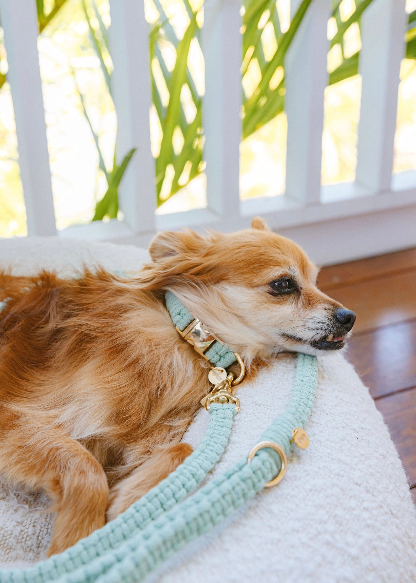 Chloe Macramé Dog Leash - Aloe