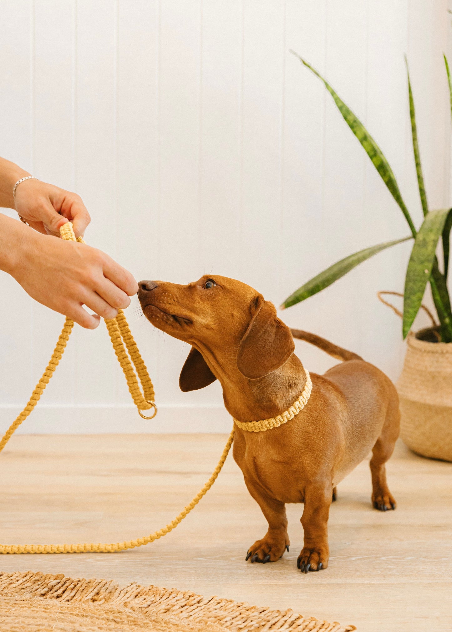 Chloe Macramé Dog Leash - Marigold