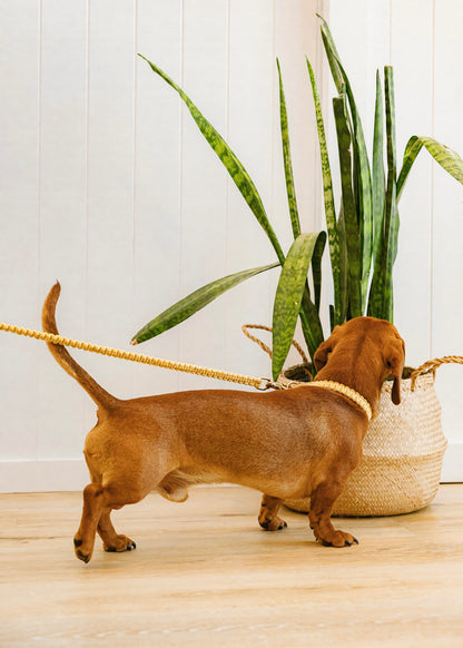 Chloe Macramé Dog Leash - Marigold