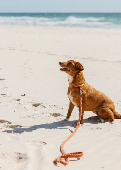 Chloe Macramé Dog Leash - Rust