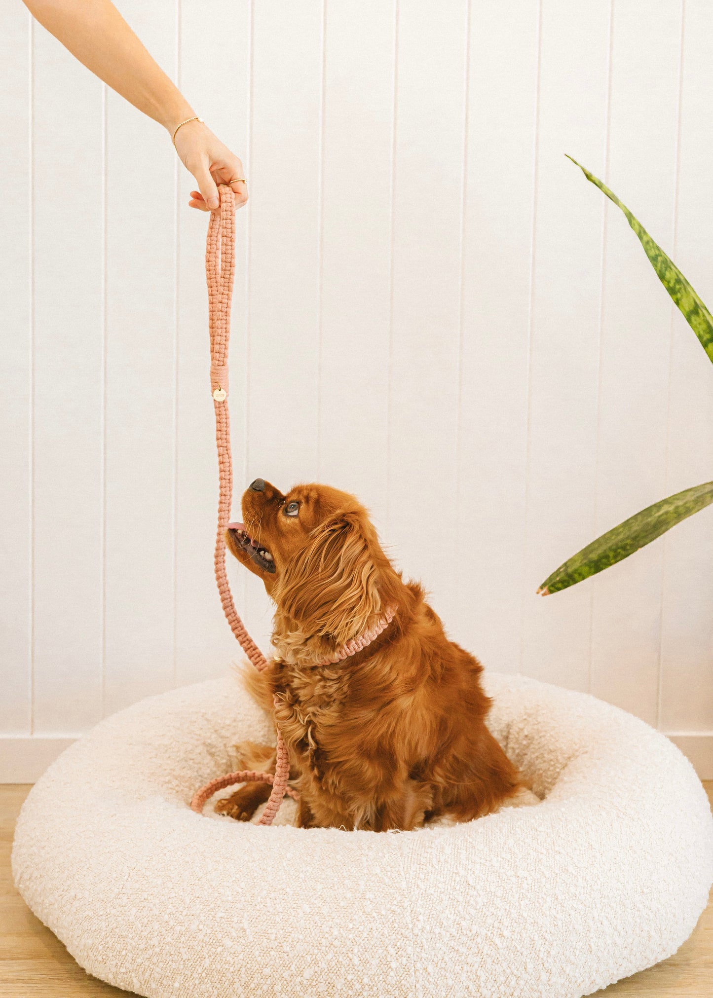 Chloe Macramé Dog Leash - Hibiscus