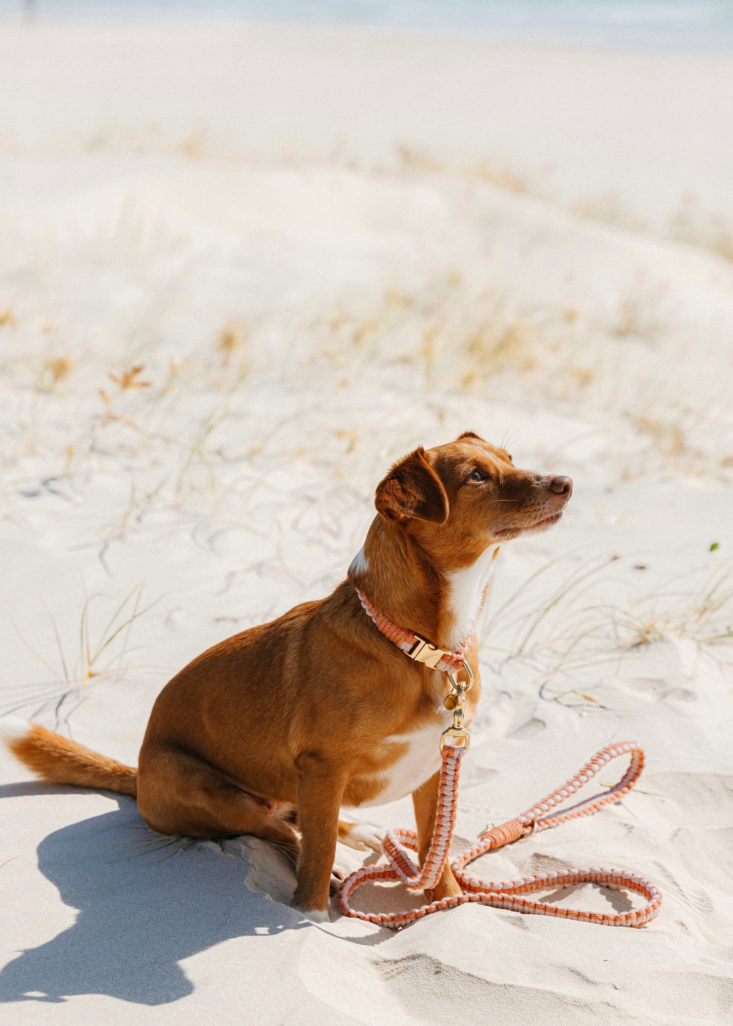 Chloe Macramé Dog Collar and Leash Bundle - Custom