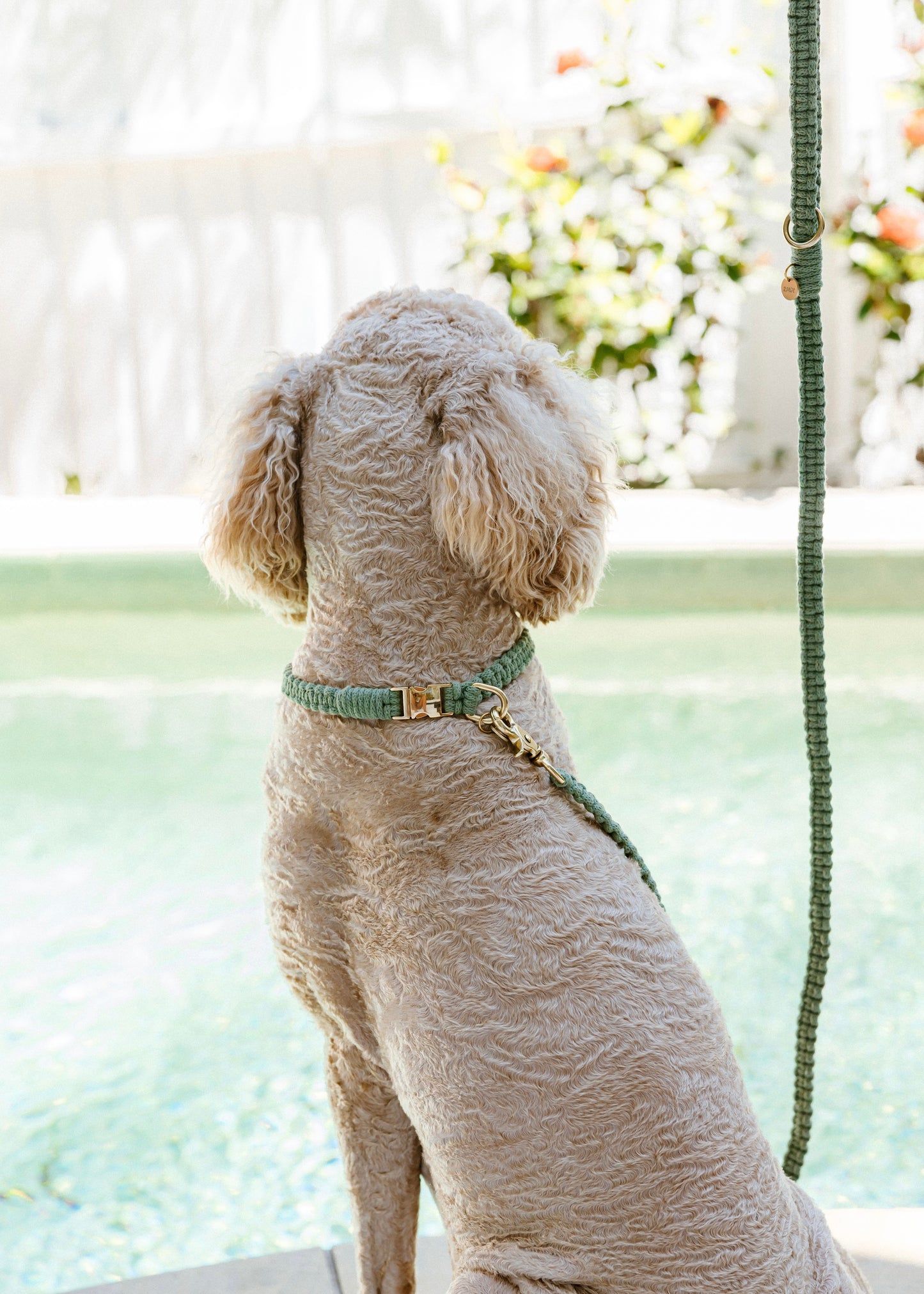 Chloe Macramé Dog Leash - Eucalyptus