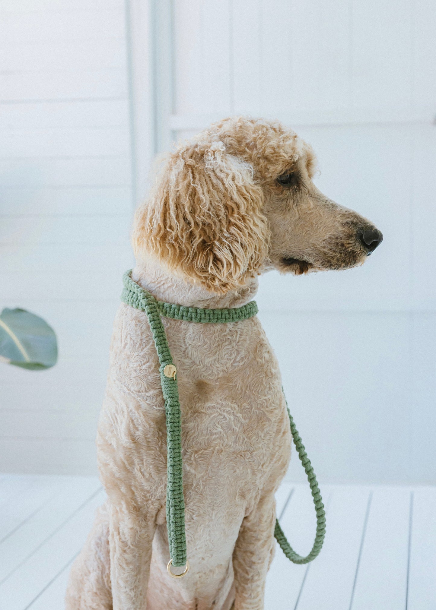 Chloe Macramé Dog Leash - Eucalyptus