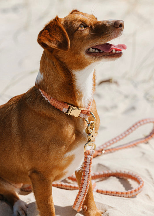 Chloe Macramé Dog Collar and Leash Bundle - Custom