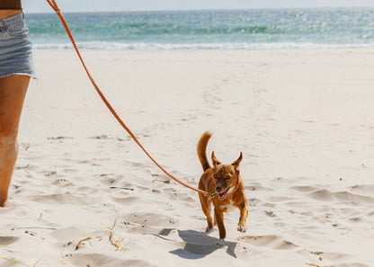 Chloe Macramé Dog Leash - Rust