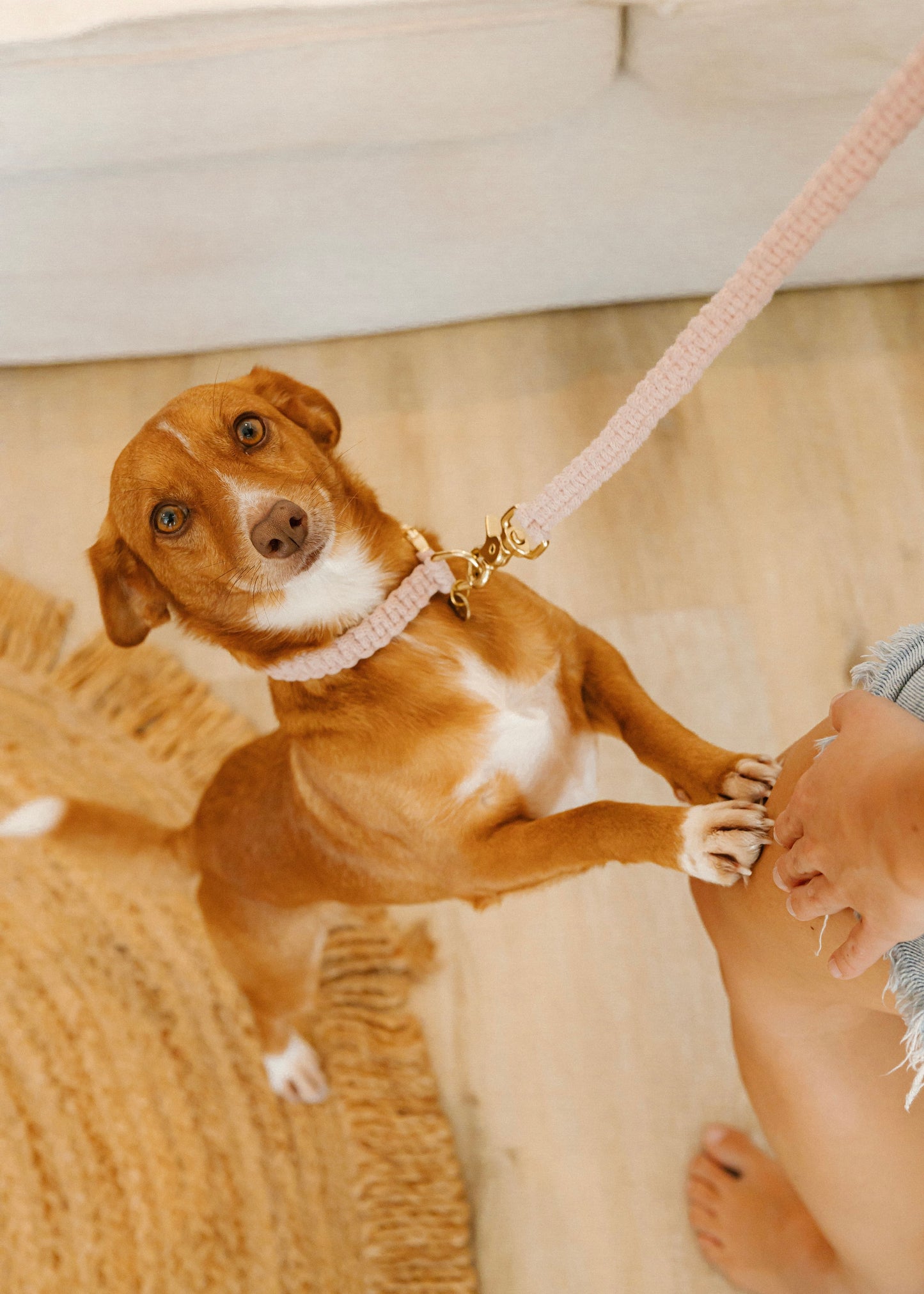 Chloe Macramé Dog Leash - Coral