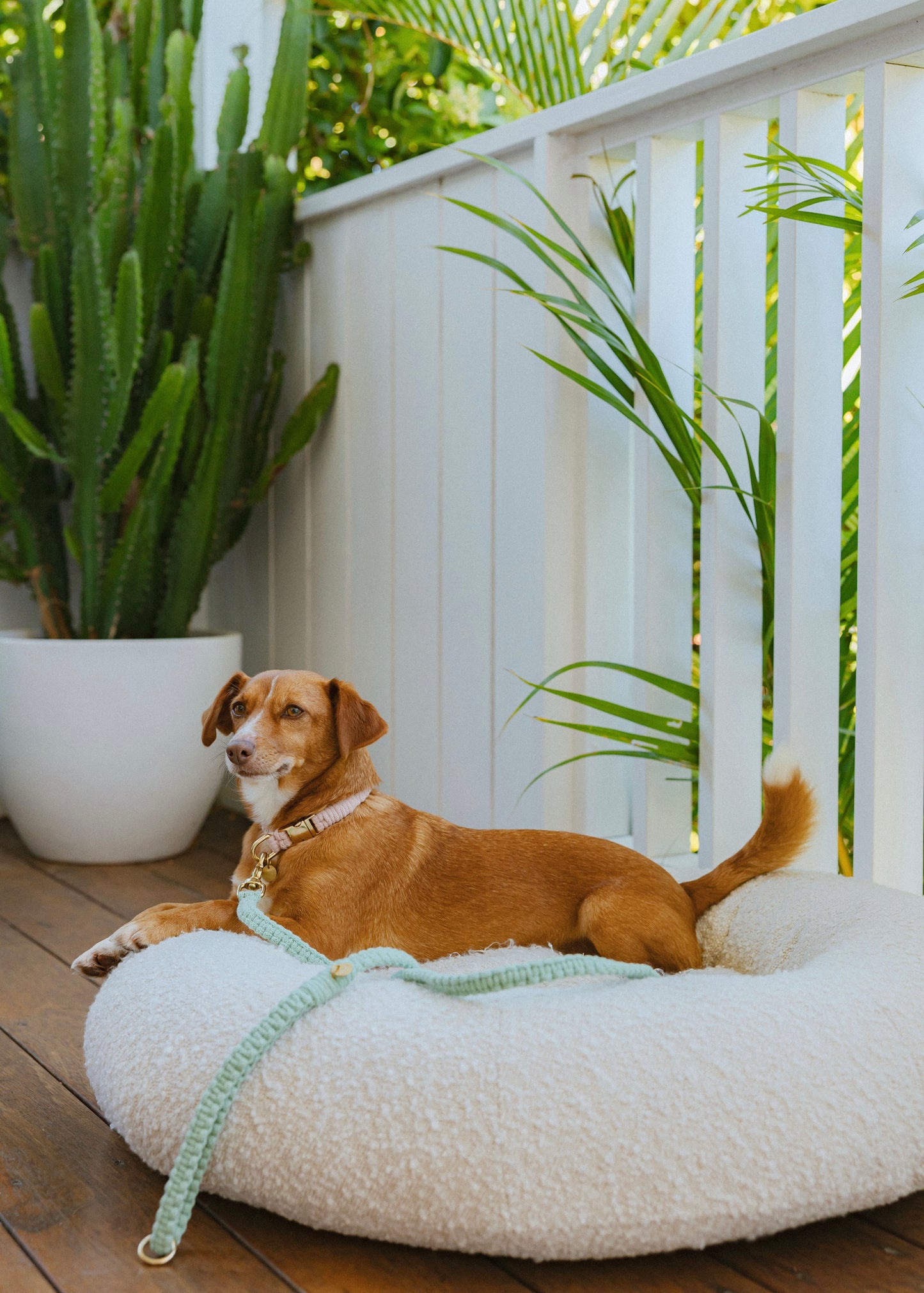 Chloe Macramé Dog Leash - Aloe