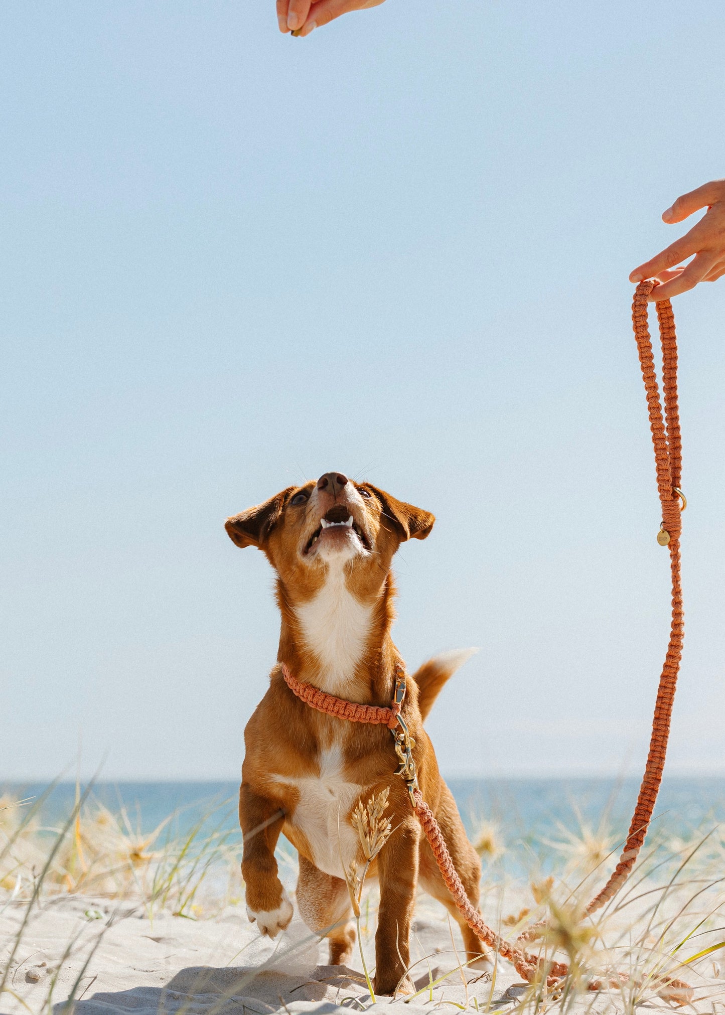 Chloe Macramé Dog Leash - Rust