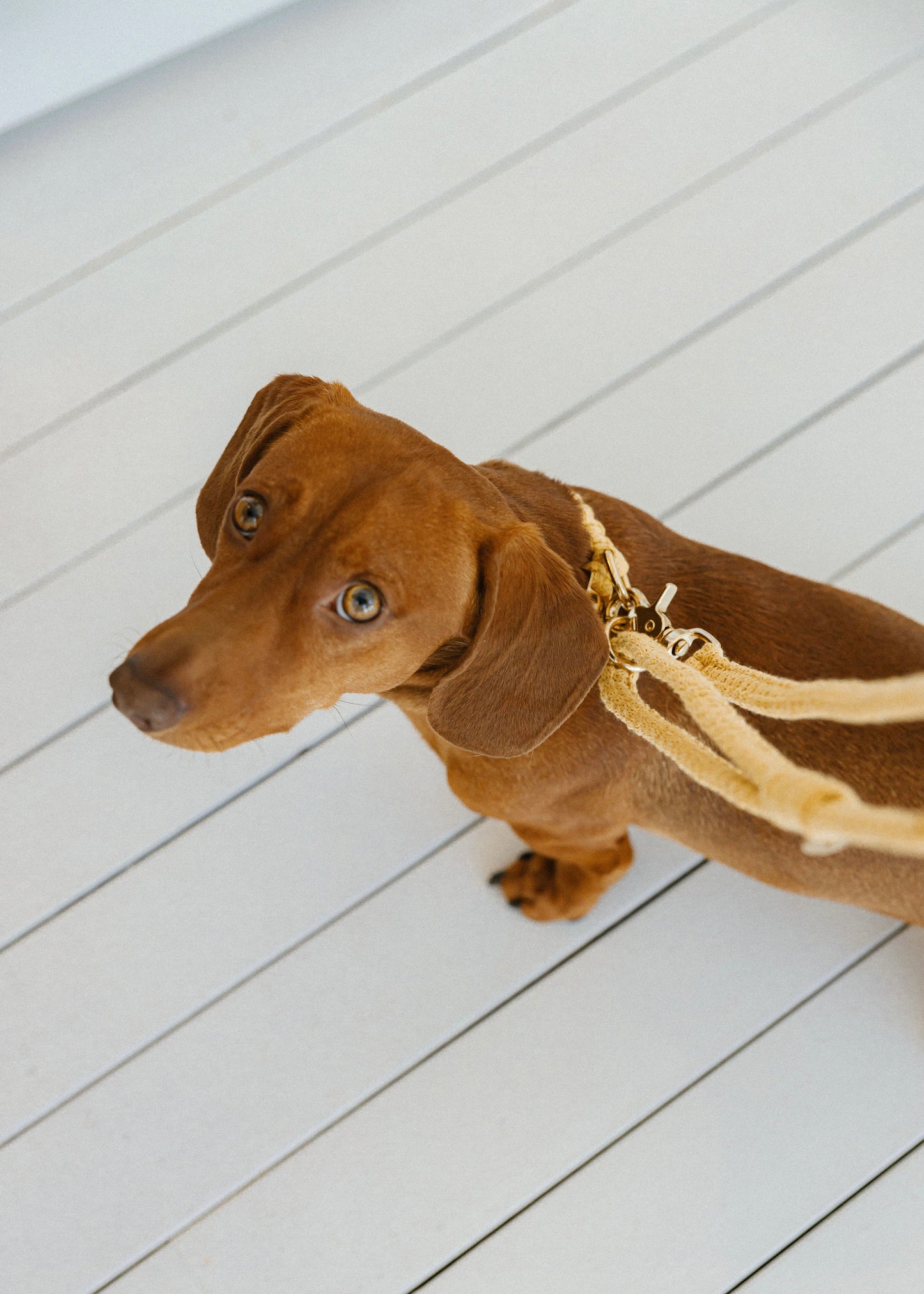 Chloe Macramé Dog Leash - Marigold